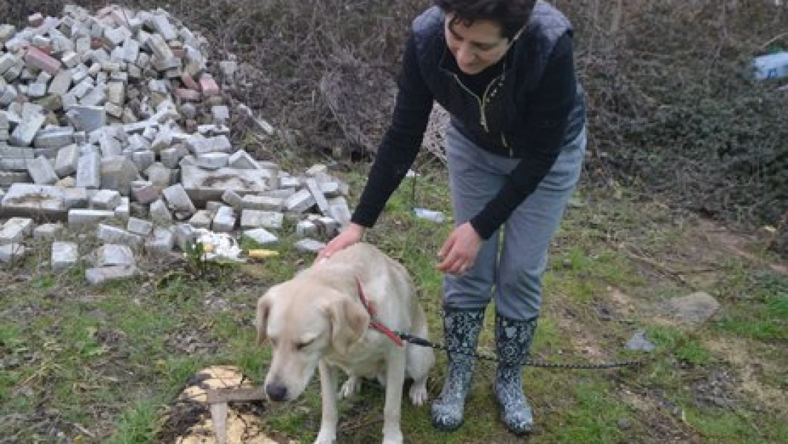 Köpeği sahipsiz kalmadı