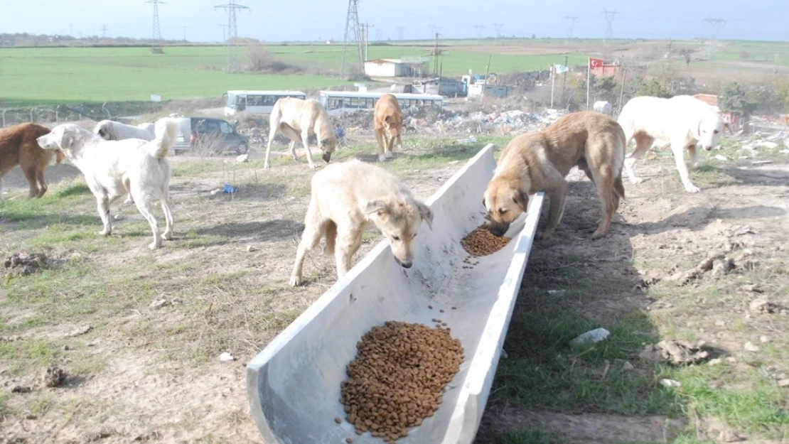 Sokak hayvanlarına destek konseri