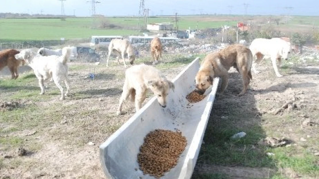 Çöplük hayvanları Meclis gündeminde