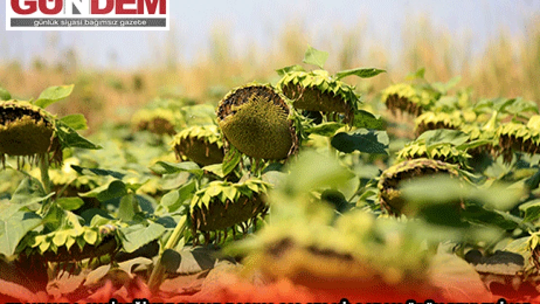 TRAKYA'DA AYÇİÇEĞİNDE DEKAR BAŞINA 200-350 KİLOGRAM ÜRÜN BEKLENİYOR