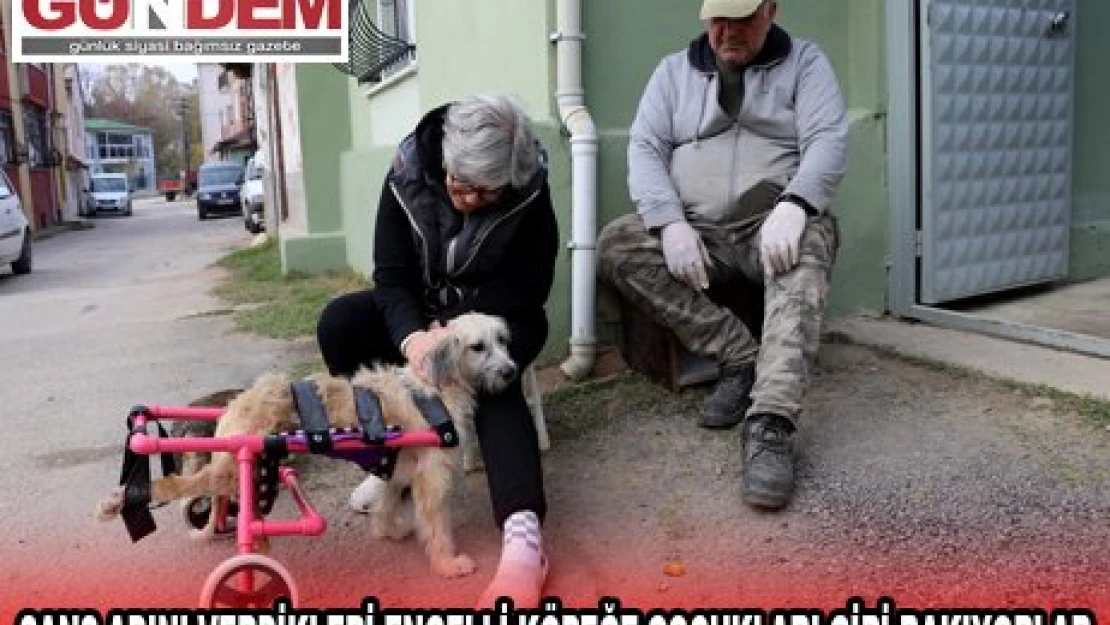 ŞANS ADINI VERDİKLERİ ENGELLİ KÖPEĞE ÇOCUKLARI GİBİ BAKIYORLAR