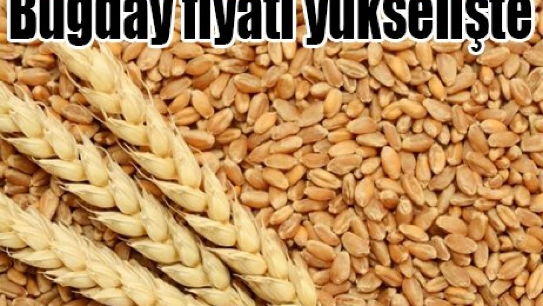 Buğday fiyatı yükselişte