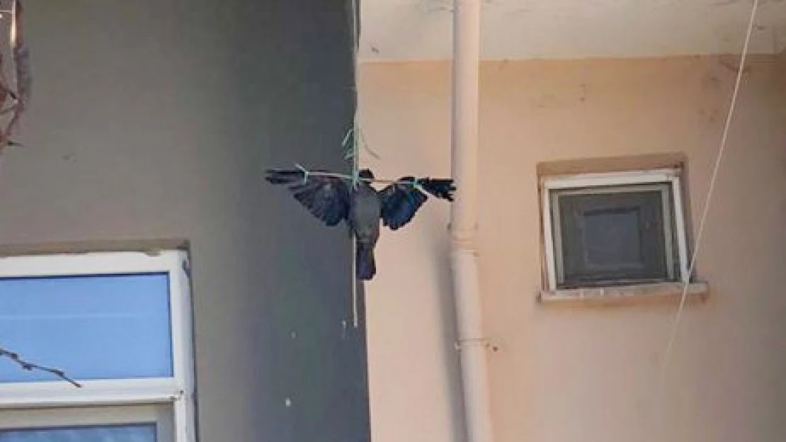 Kargayı çarmıha gerdiler
