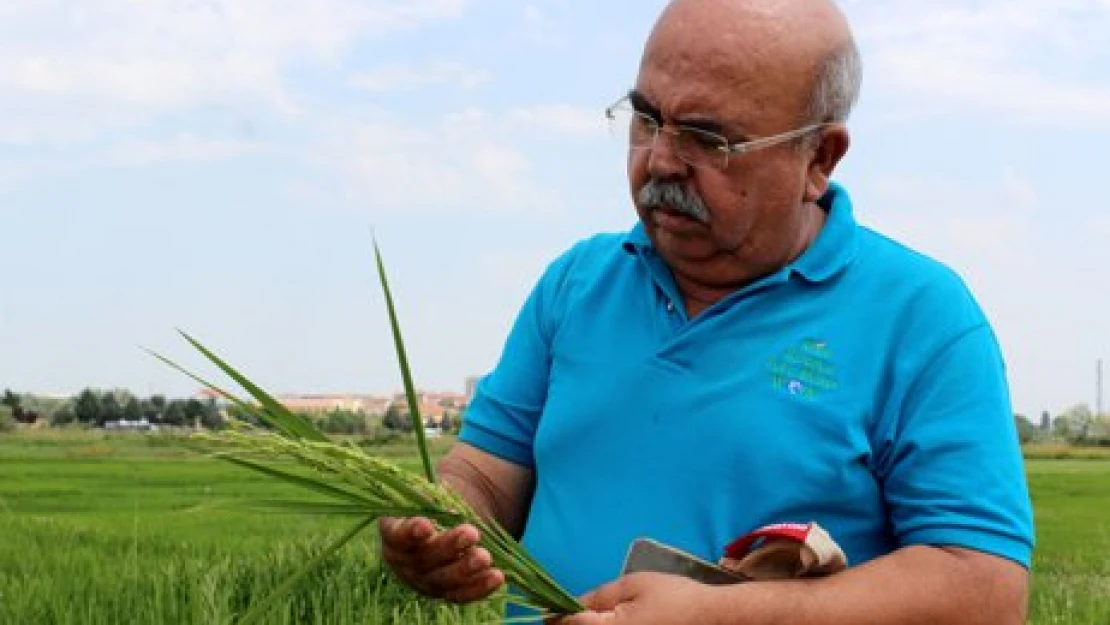 Çeltiğin babasına ödül