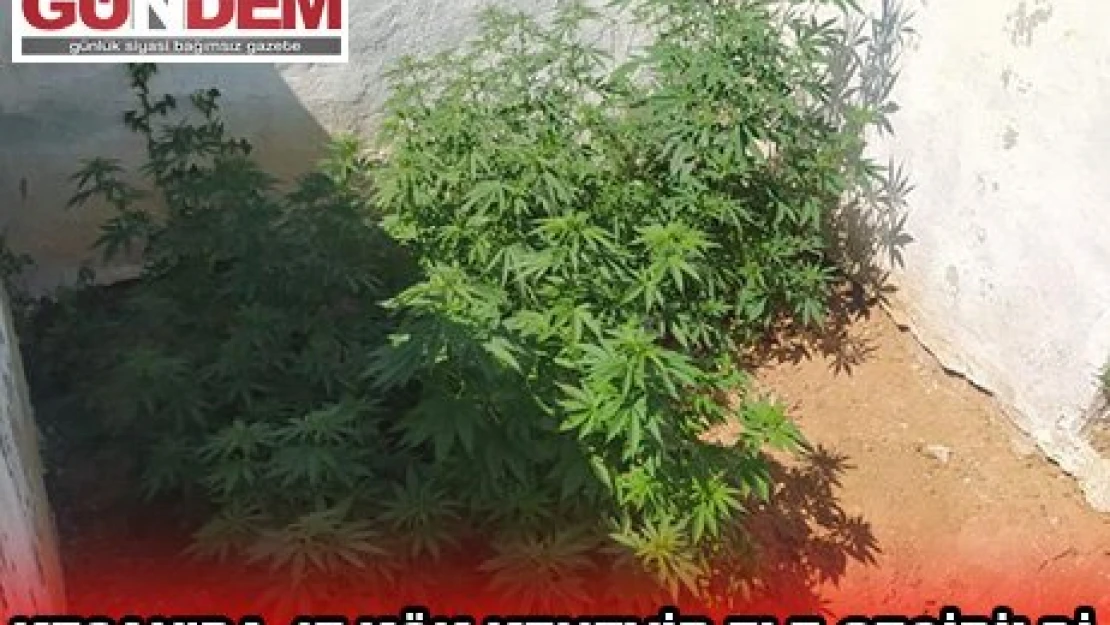 Keşan'da 47 kök kenevir ele geçirildi
