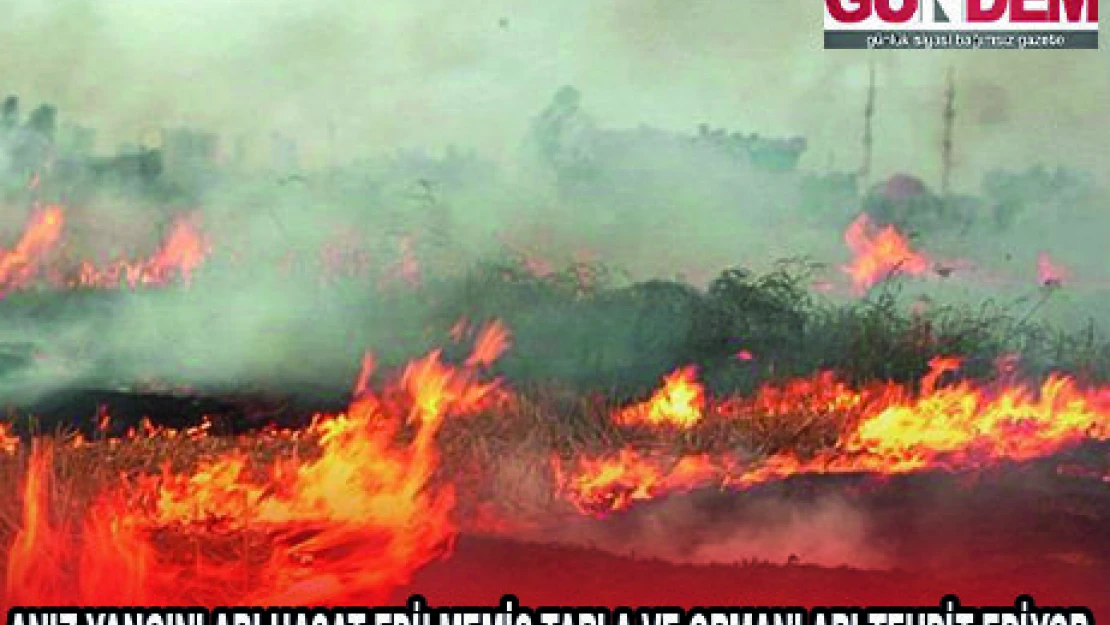 ANIZ YANGINLARI HASAT EDİLMEMİŞ TARLA VE ORMANLARI TEHDİT EDİYOR