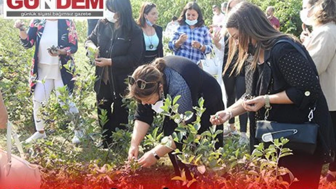 'ARONYA VE MÜRVER'İN HASADINA BAŞLANDI