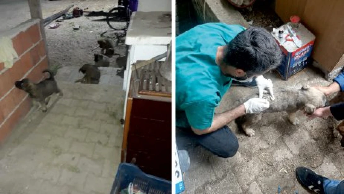 Yavrularını sahiplendiler