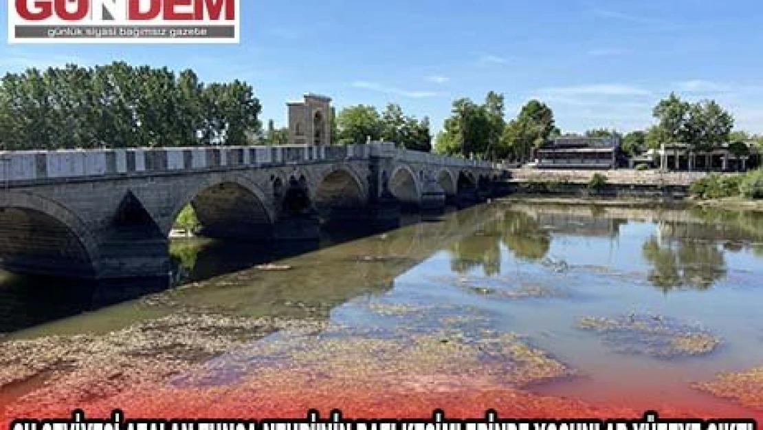 Su seviyesi azalan Tunca Nehri'nin bazı kesimlerinde yosunlar yüzeye çıktı