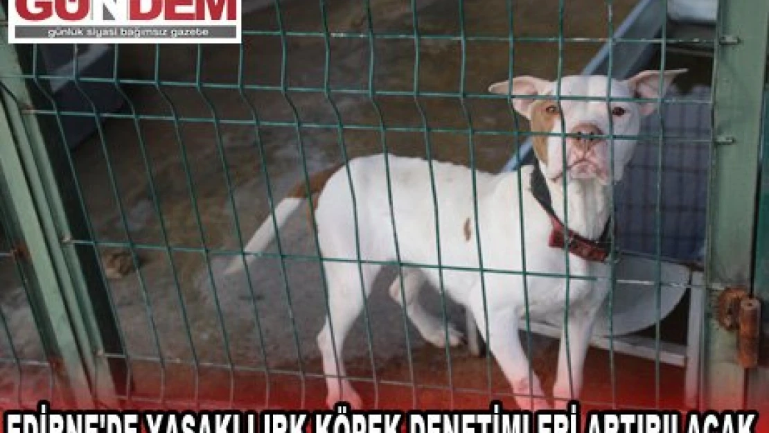 Edirne'de yasaklı ırk köpek denetimleri artırılacak