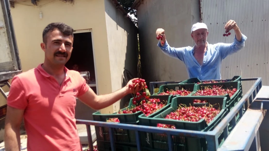 Avrupa'ya kiraz Edirne'den