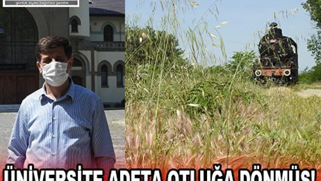 ÜNİVERSİTE ADETA OTLUĞA DÖNMÜŞ!