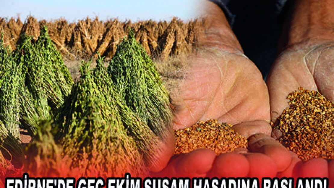 EDİRNE'DE GEÇ EKİM SUSAM HASADINA BAŞLANDI