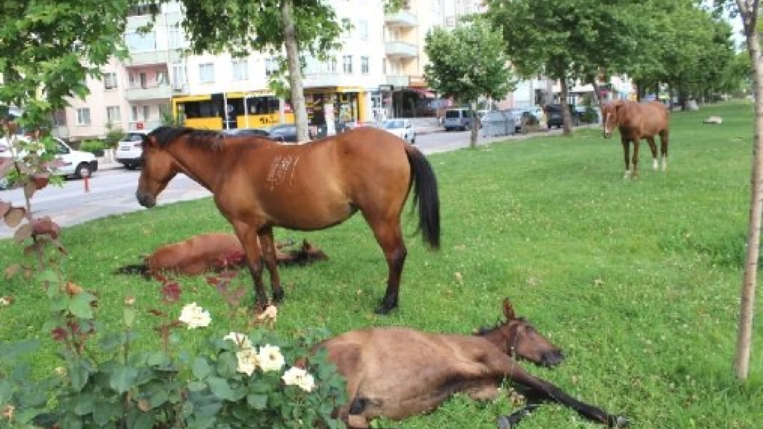 Atlardan belediye sorumluymuş