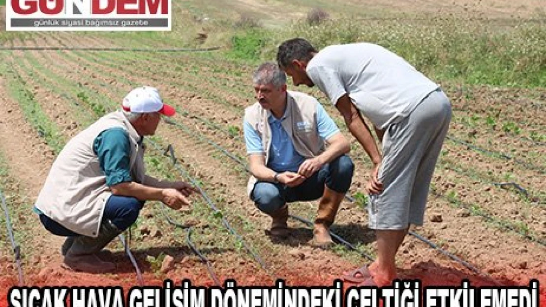  Sıcak hava gelişim dönemindeki çeltiği etkilemedi