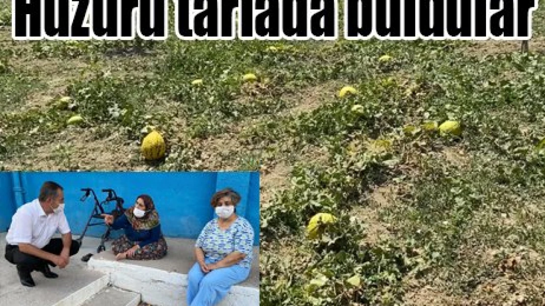 Huzuru tarlada buldular