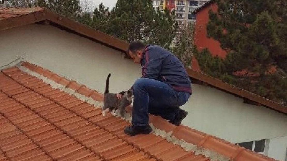 Yaralı kedi kurtarıldı