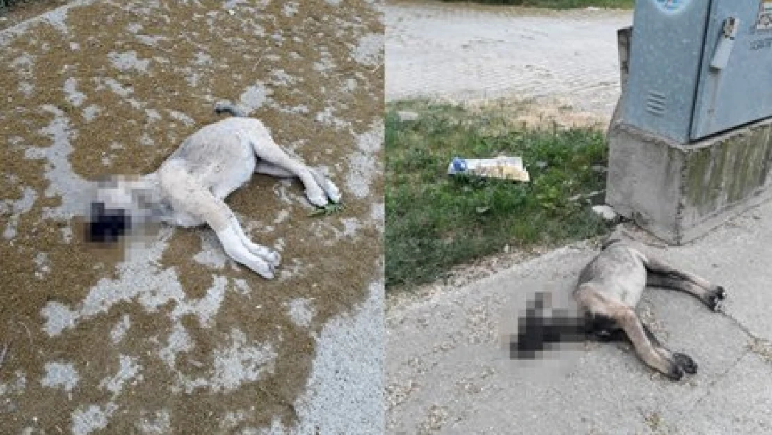 Bulun bu vicdansızları!