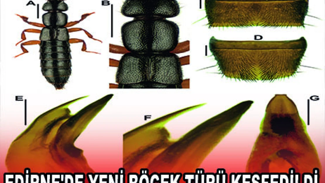 EDİRNE'DE YENİ BÖCEK TÜRÜ KEŞFEDİLDİ
