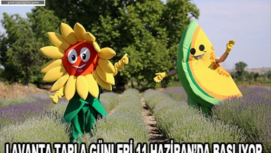 'Lavanta Tarla Günleri' 11 Haziran'da başlayacak