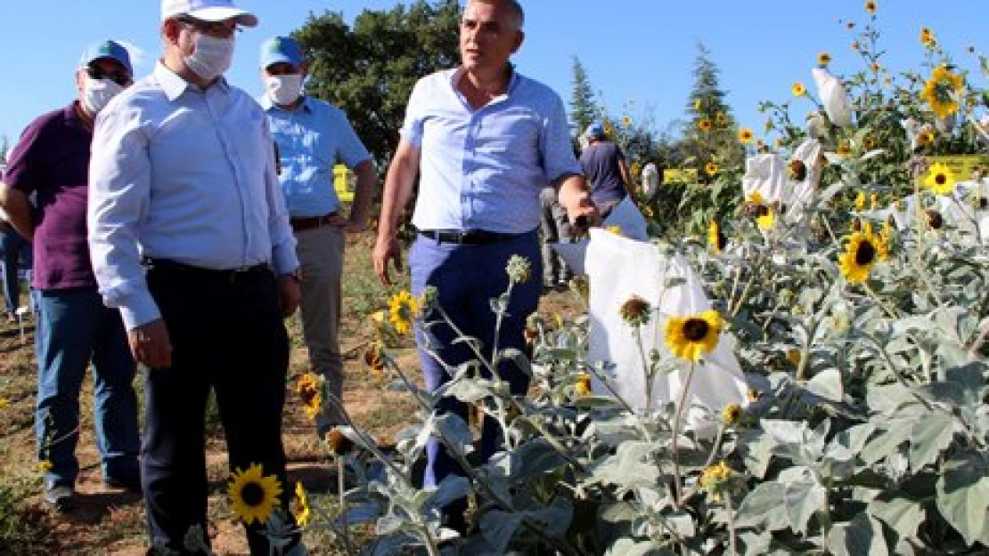 60 ayçiçeği türünden bahçe