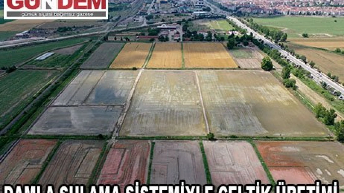Trakya Tarımsal Araştırma Enstitüsü geliştirdiği çeltik çeşitleriyle üretime katkı sağlıyor