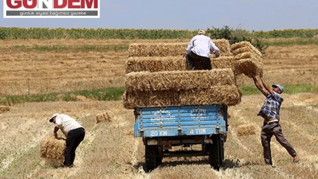 Trakya çiftçisi bayramda da üretime devam etti