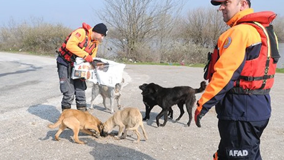 Mahsur köpekleri besledi