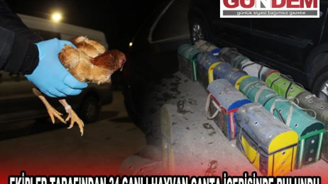 EKİPLER TARAFINDAN 34 CANLI HAYVAN ÇANTA İÇERİSİNDE BULUNDU
