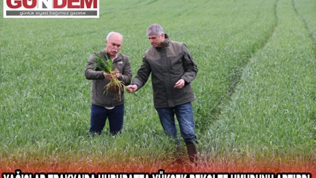 YAĞIŞLAR TRAKYA'DA HUBUBATTA YÜKSEK REKOLTE UMUDUNU ARTIRDI