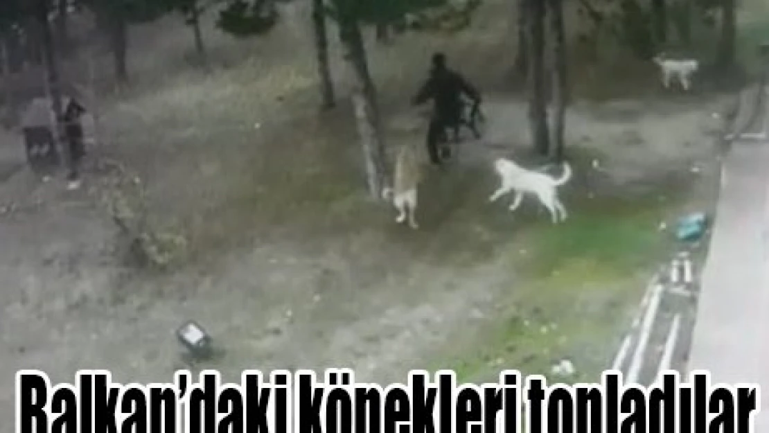 Balkan'daki köpekleri topladılar