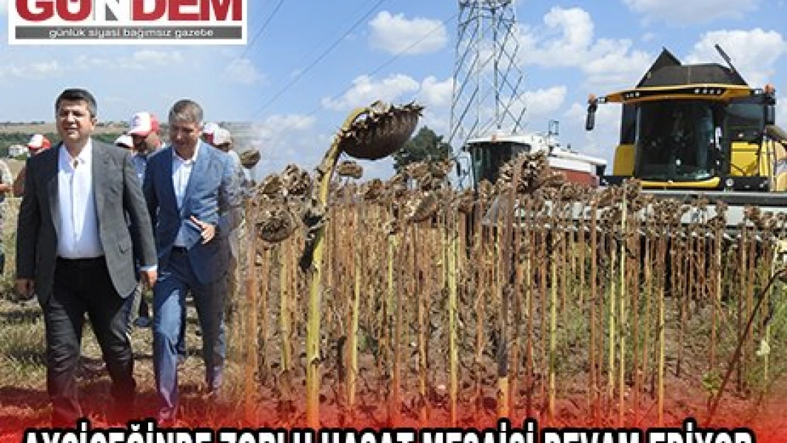AYÇİÇEĞİNDE ZORLU HASAT MESAİSİ DEVAM EDİYOR