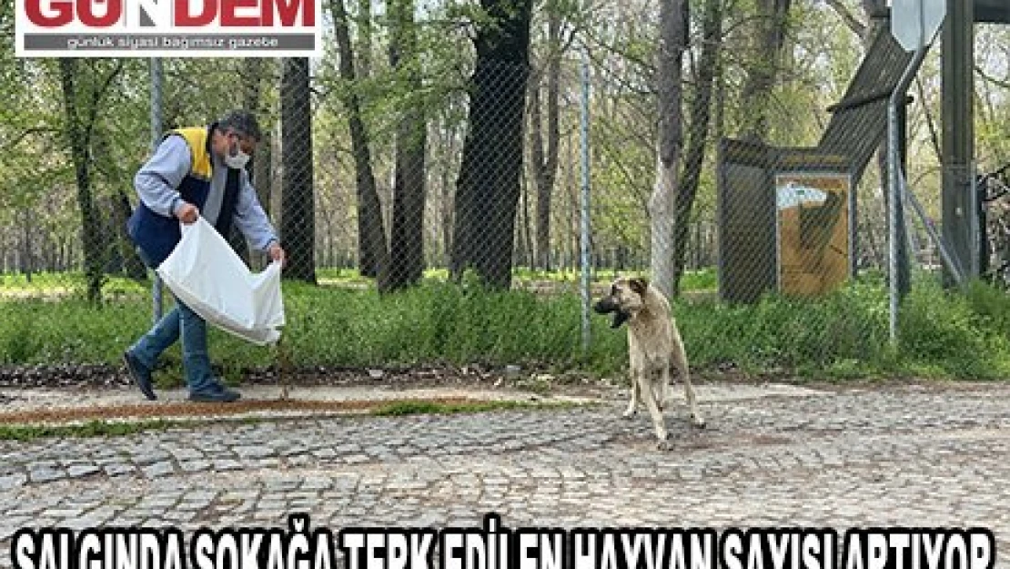 Edirne'de salgın sürecinde sokağa terk edilen hayvan sayısı artıyor