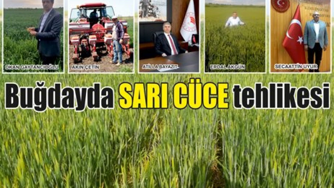 Buğdayda SARI CÜCE tehlikesi