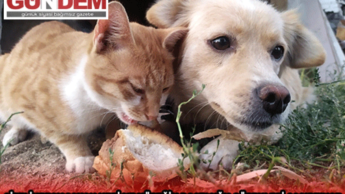 ÇİFTLİKTE YAŞAYAN KEDİ VE KÖPEĞİN DOSTLUĞU GÖRENLERİ ŞAŞIRTIYOR