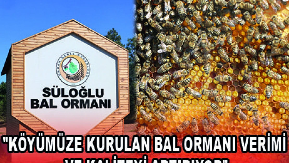 'KÖYÜMÜZE KURULAN BAL ORMANI VERİMİ VE KALİTEYİ ARTIRIYOR'