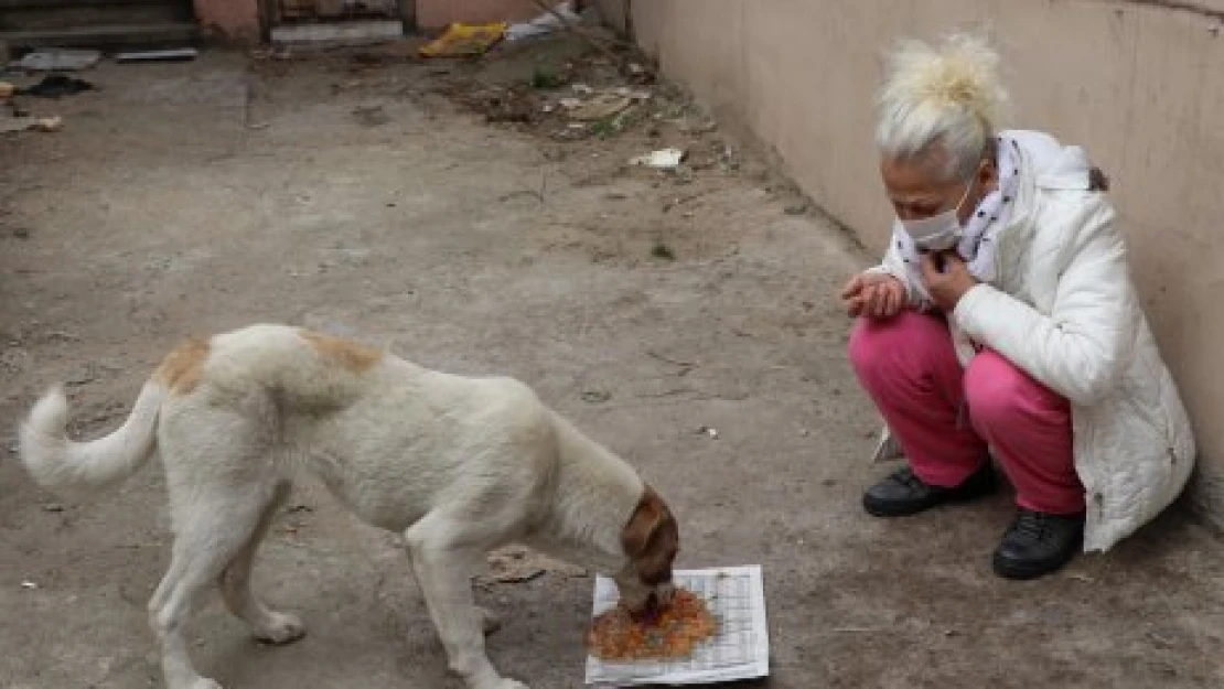 8 köpek yavrusu ölü bulundu