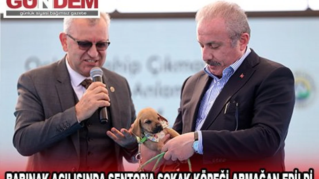 BARINAK AÇILIŞINDA ŞENTOP'A SOKAK KÖPEĞİ ARMAĞAN EDİLDİ