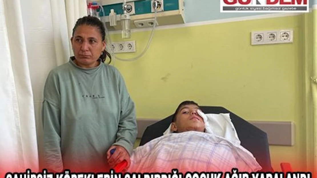 SAHİPSİZ KÖPEKLERİN SALDIRDIĞI ÇOCUK AĞIR YARALANDI