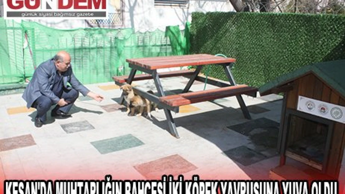 KEŞAN'DA MUHTARLIĞIN BAHÇESİ İKİ KÖPEK YAVRUSUNA YUVA OLDU