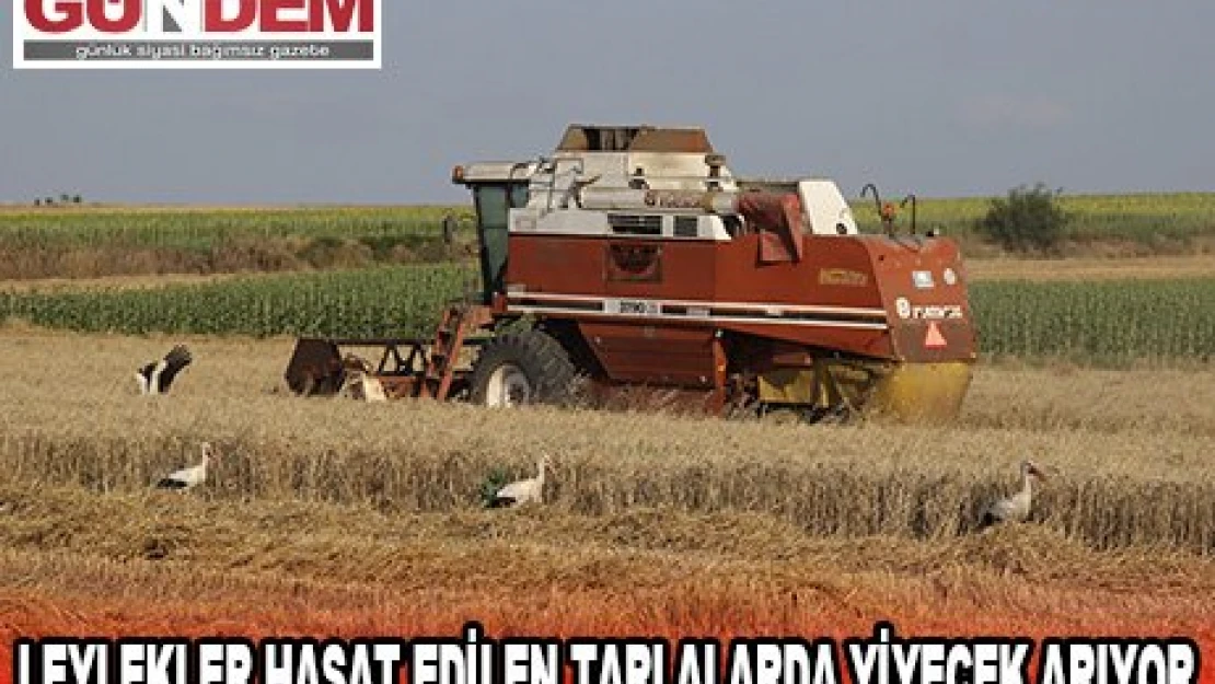LEYLEKLER HASAT EDİLEN TARLALARDA YİYECEK ARIYOR