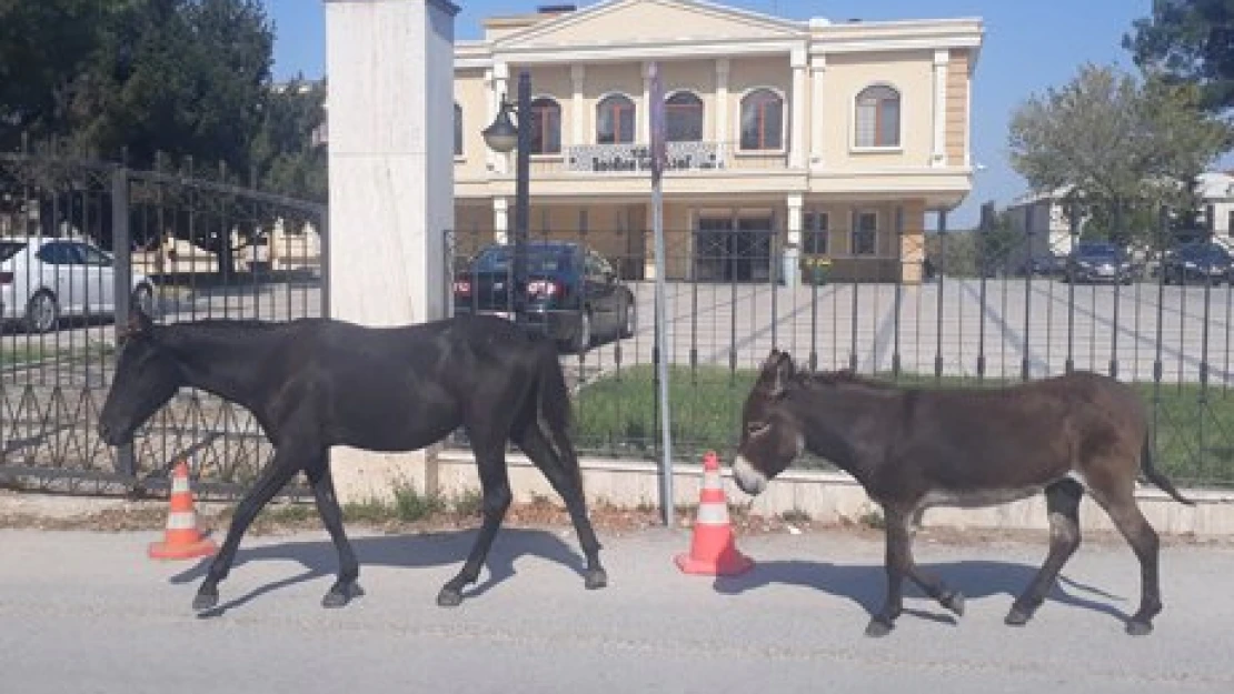 Devlet kapısına dadandılar