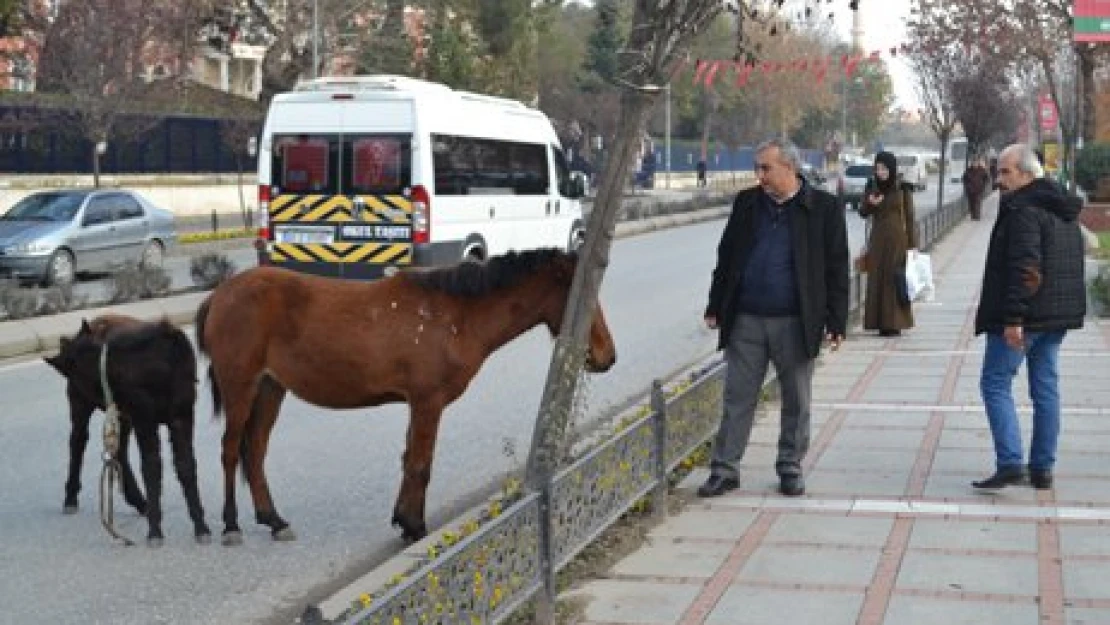 Atlar başıboş, tedbir muamma