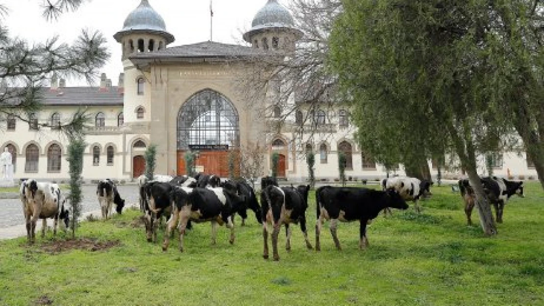 Doğal çim biçme makinaları