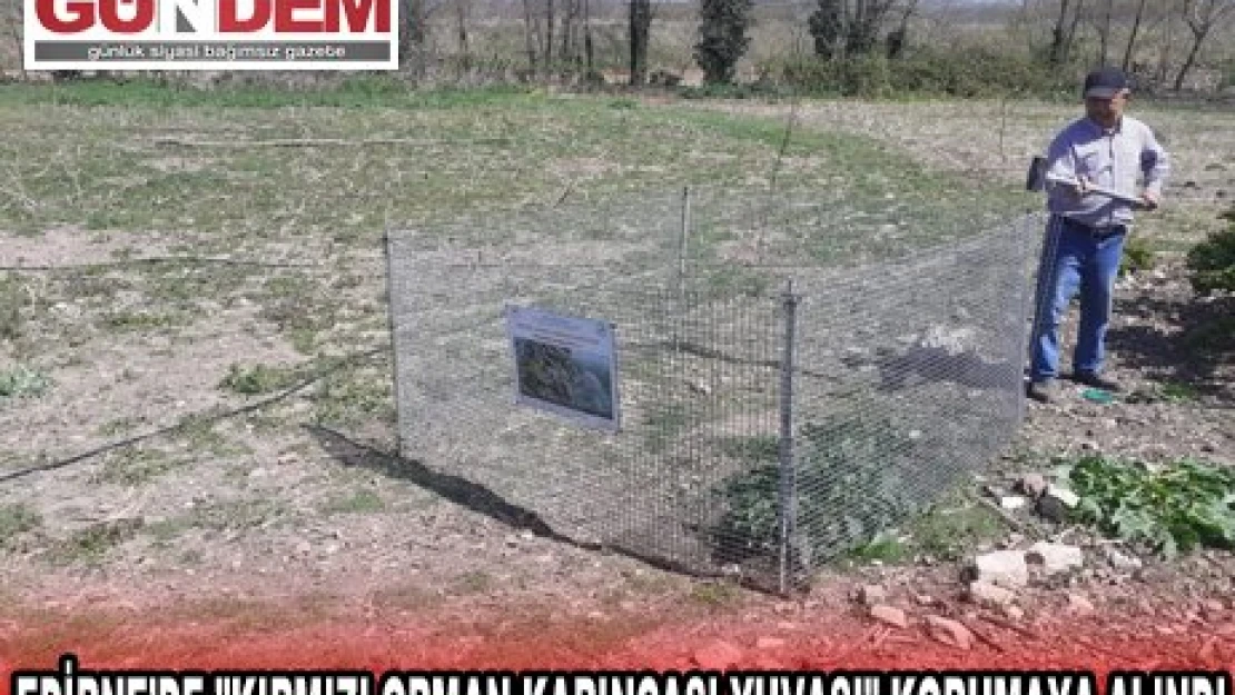 EDİRNE'DE 'KIRMIZI ORMAN KARINCASI YUVASI' KORUMAYA ALINDI