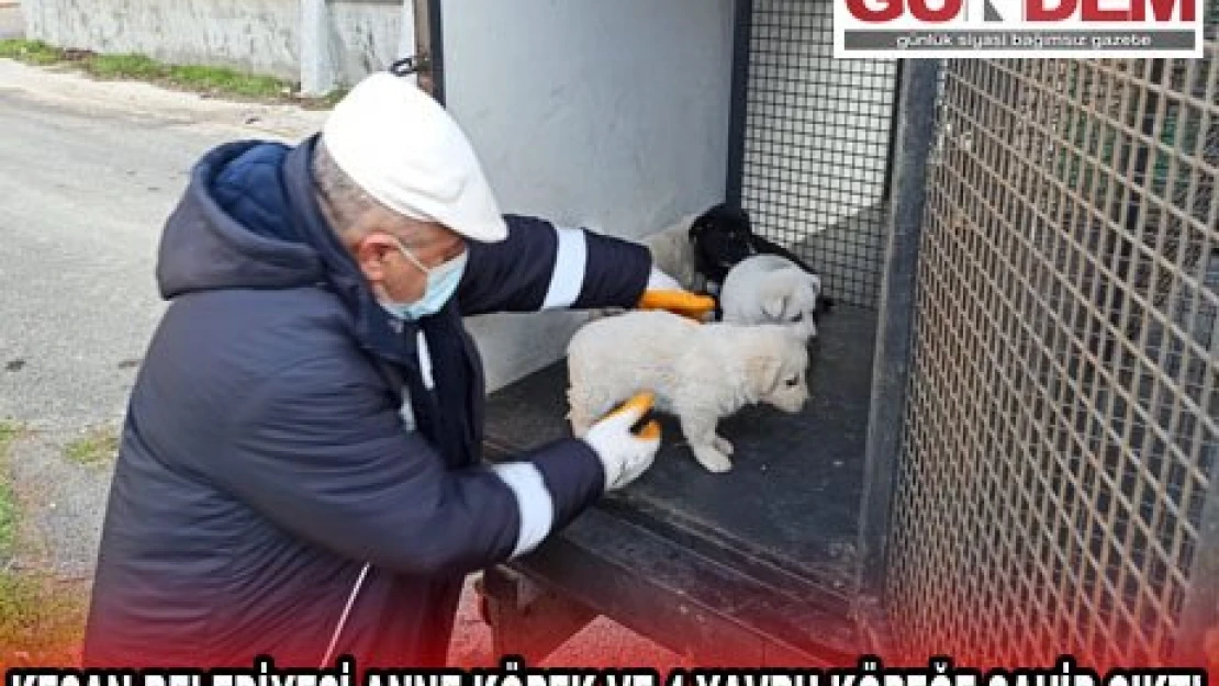 KEŞAN BELEDİYESİ ANNE KÖPEK VE 4 YAVRU KÖPEĞE SAHİP ÇIKTI