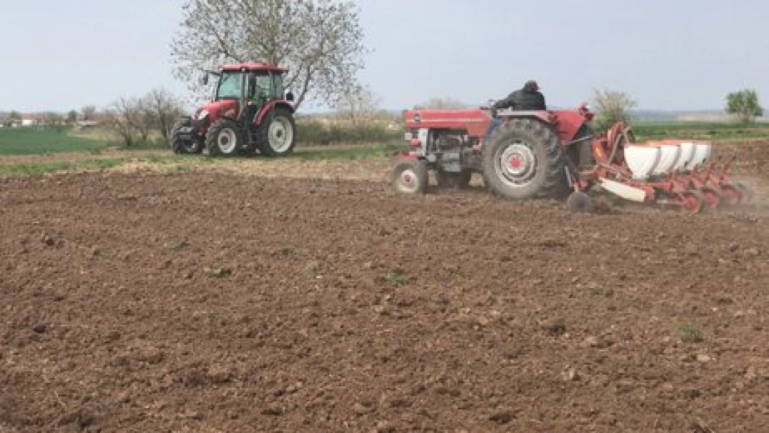 Ayçiçeği tohumları toprakla buluşuyor