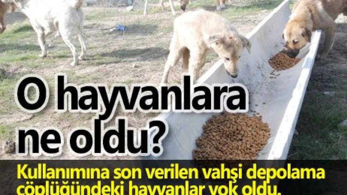 O hayvanlara ne oldu?