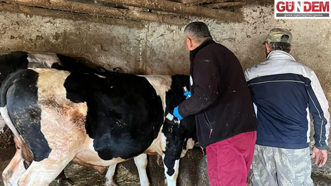 Hayvan hastalıklarıyla mücadele sürüyor