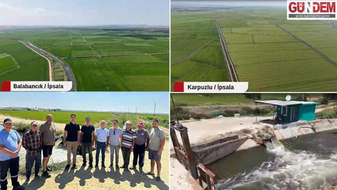 İpsala'da çeltik umudu yeşeriyor